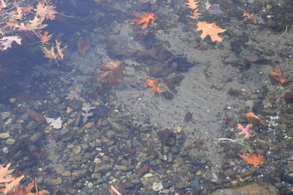 Sandy bottom