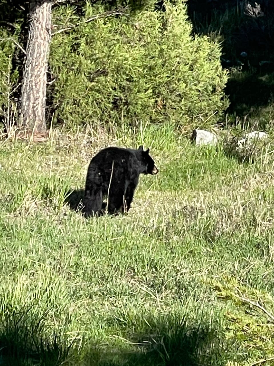 Black Bear near Mammoth Hot Springs.  YNP 2022 