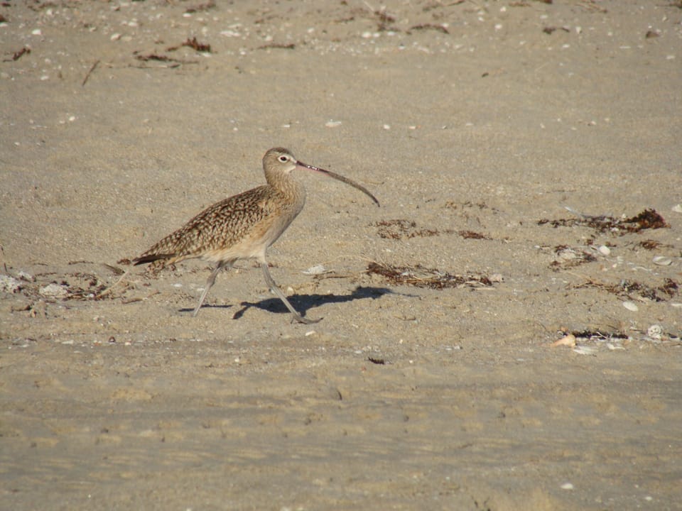 Sand Piper on your beachfront
