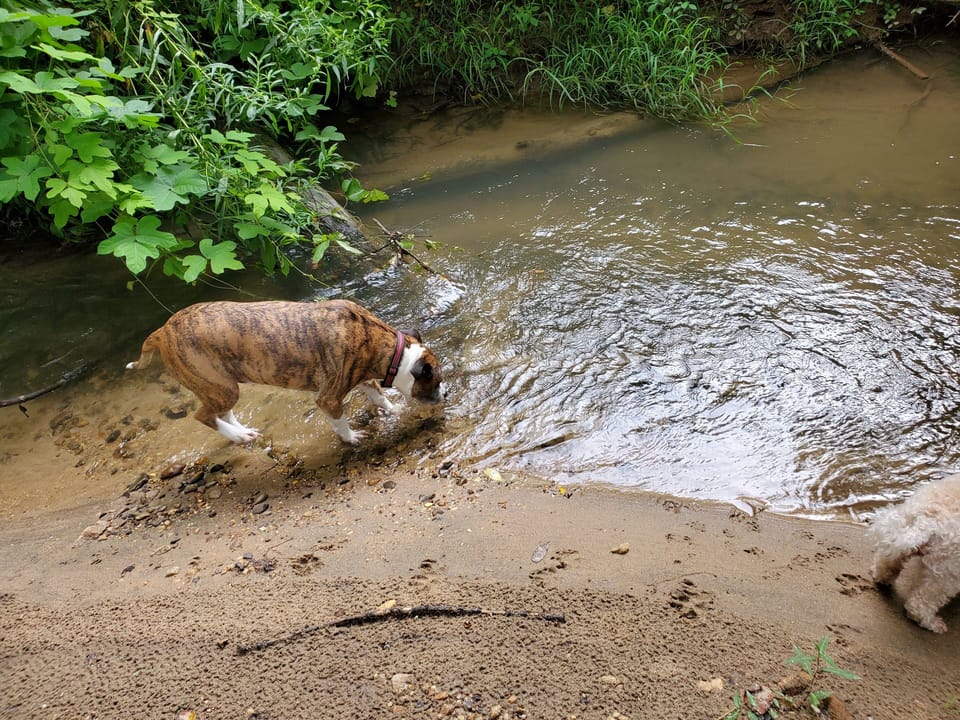 Clear Spring Running water all around 6 Acres. 