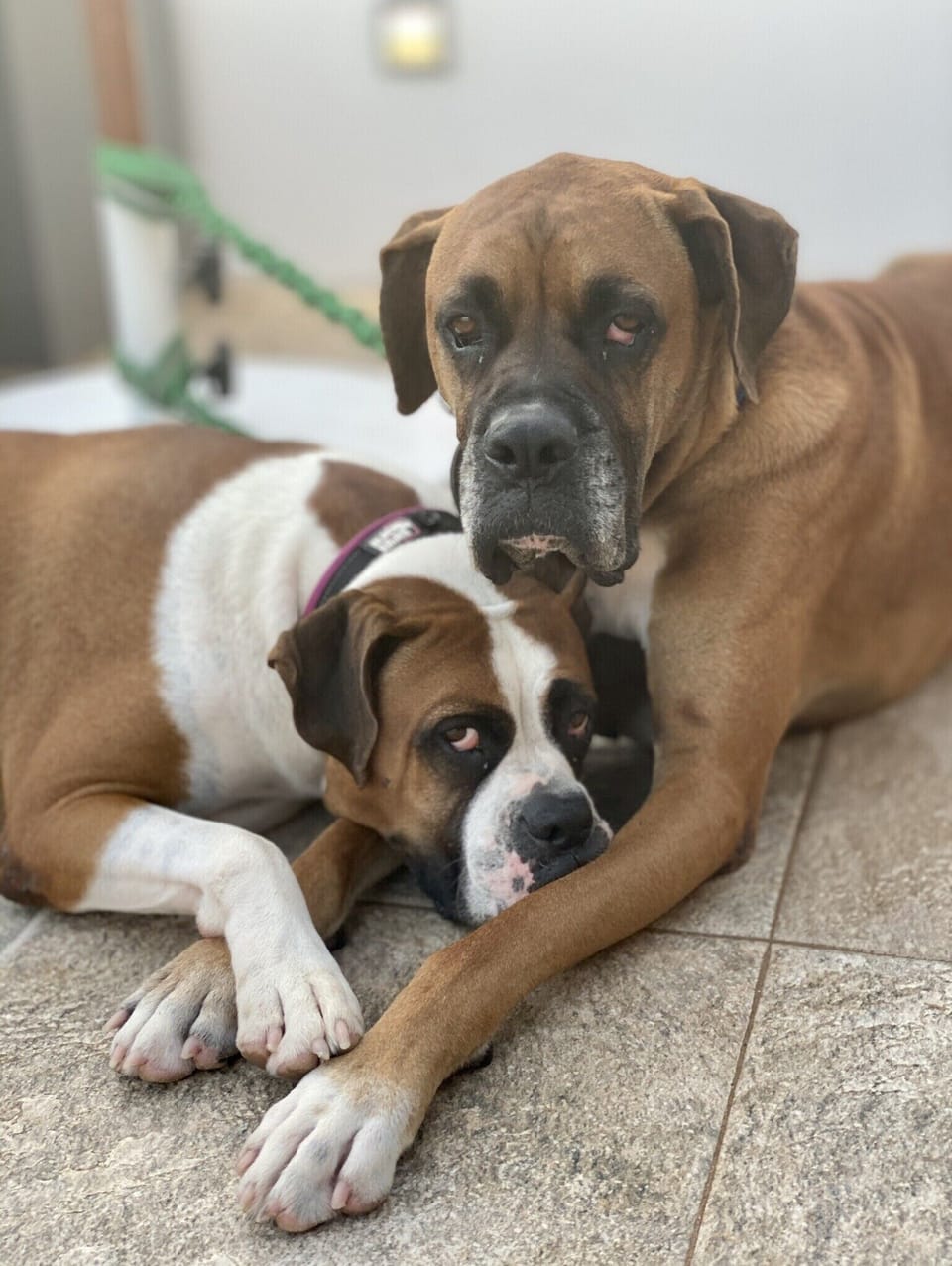 Pet-friendly