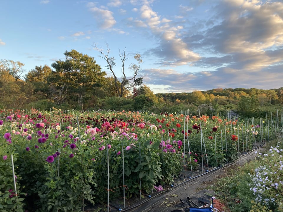 Stroll to the nearby farm for fresh vegetables and gorgeous fields of flowers