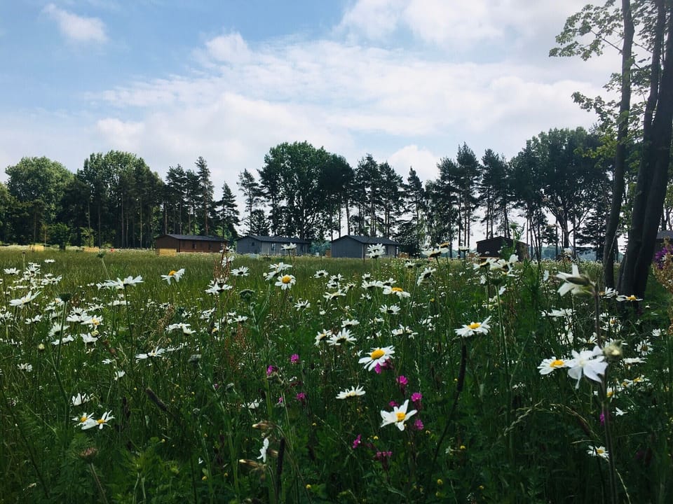 Lodges in wildflowers