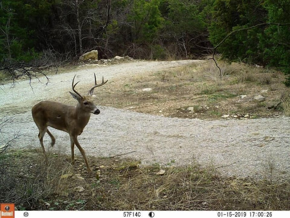 Lake Godstone Top of Dam Wildlife