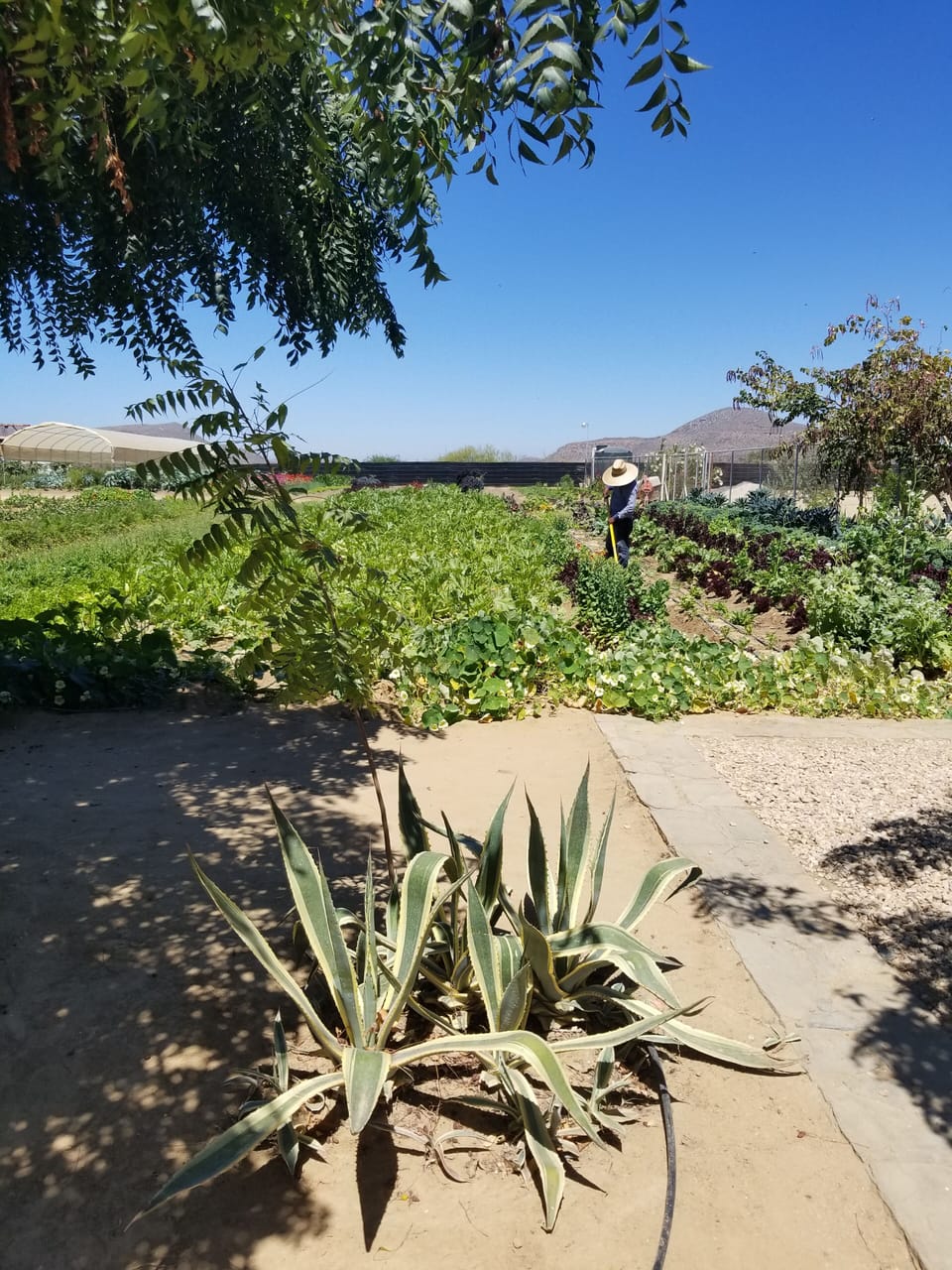 Local fields of fresh veggies