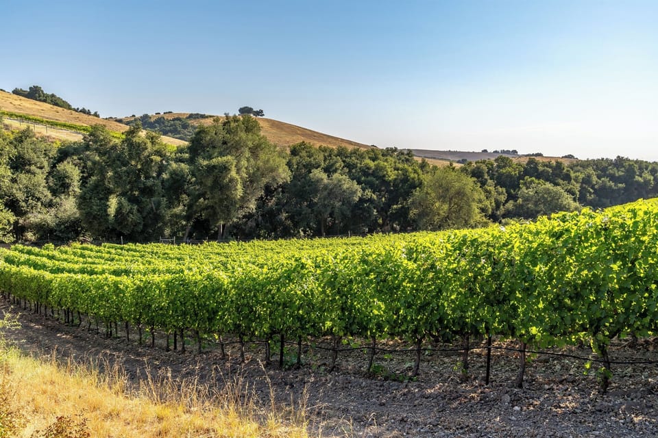 Views of L'Aventure vineyards.