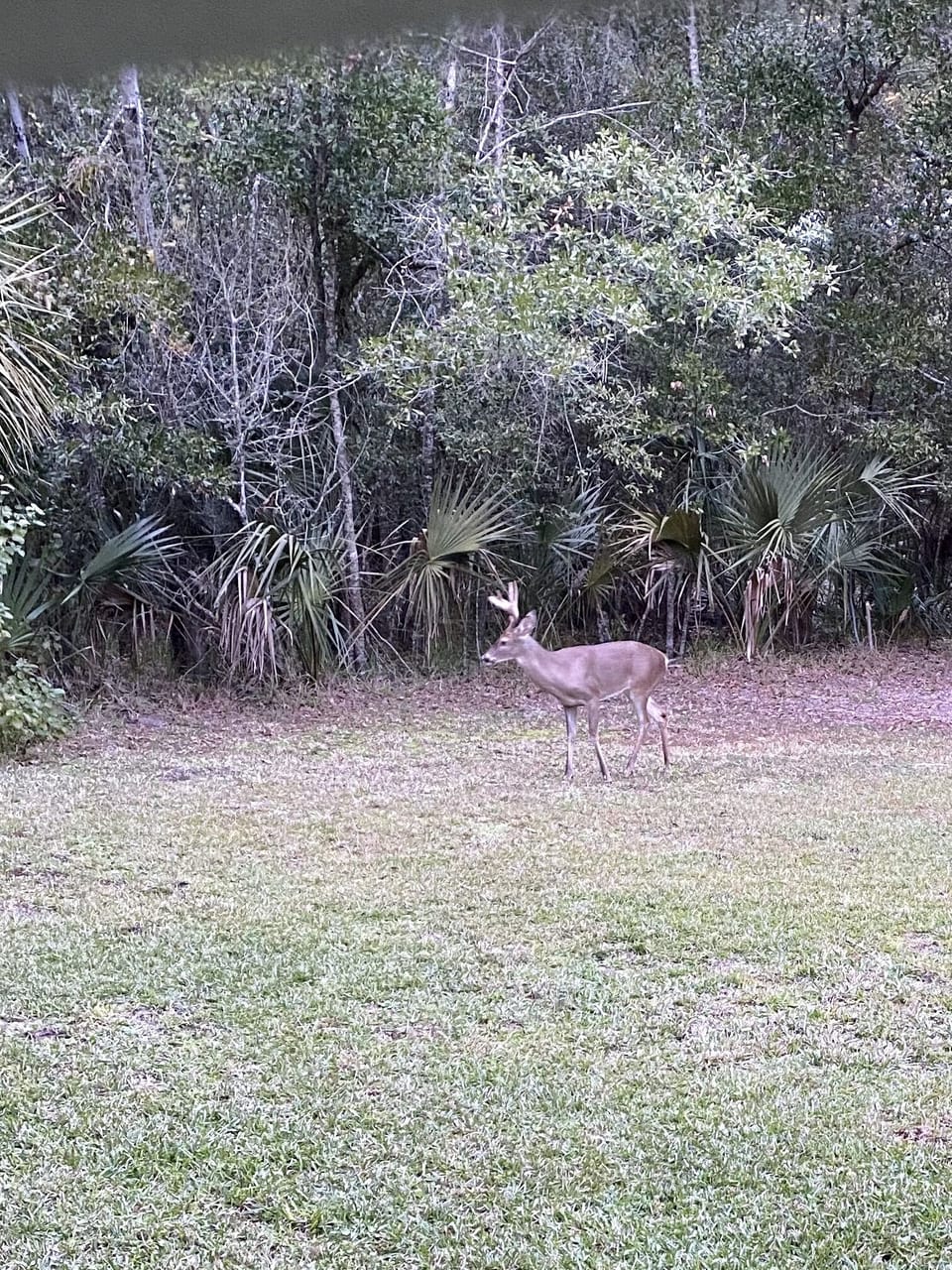 Friends that visit us nightly. 