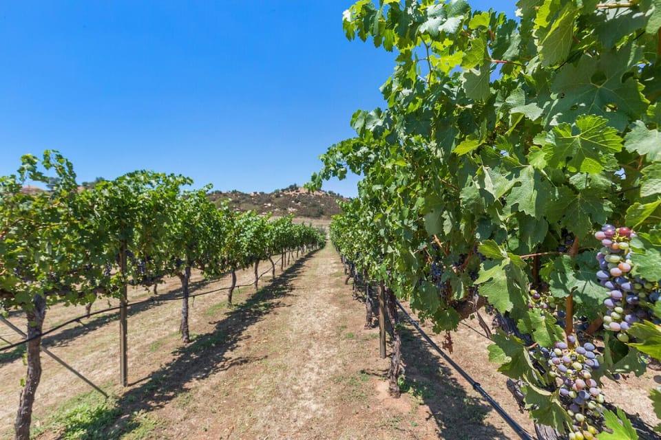 [Vineyard] Walk the grounds through the beautiful vineyards