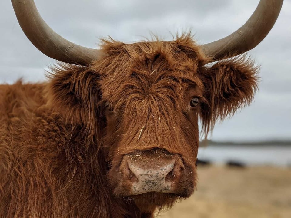 Plenty to see at Churchill Island cafe and farm just 4km down the road 