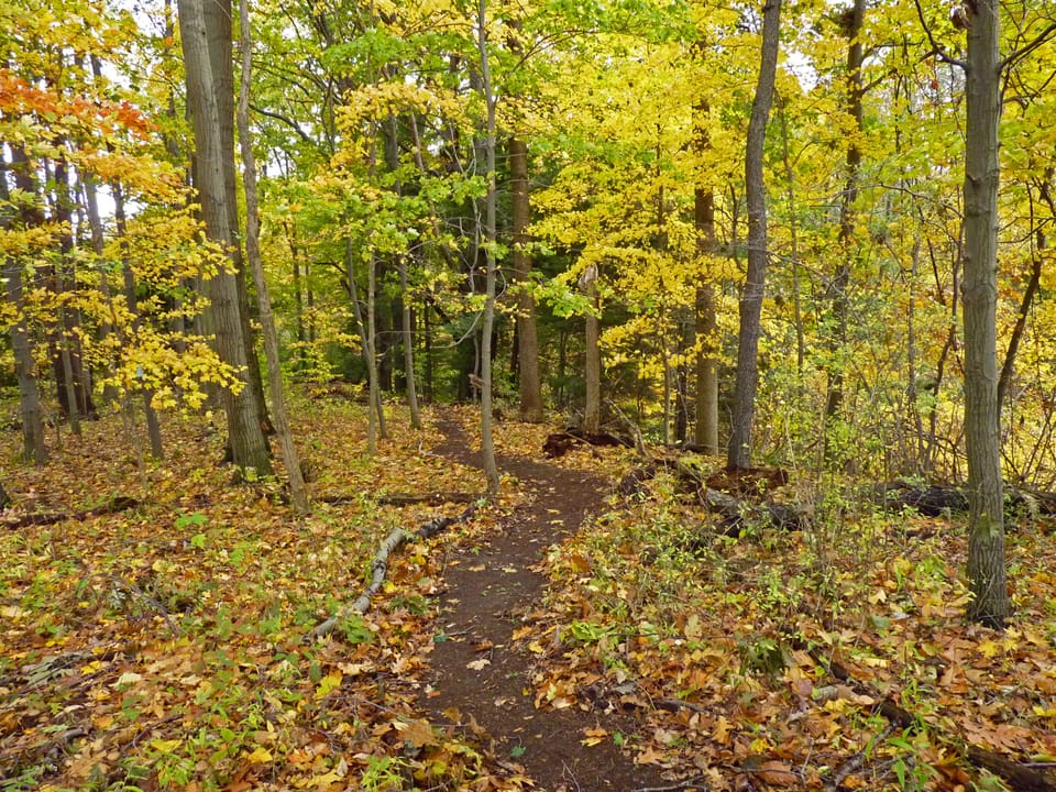 some of the trail through my woods
