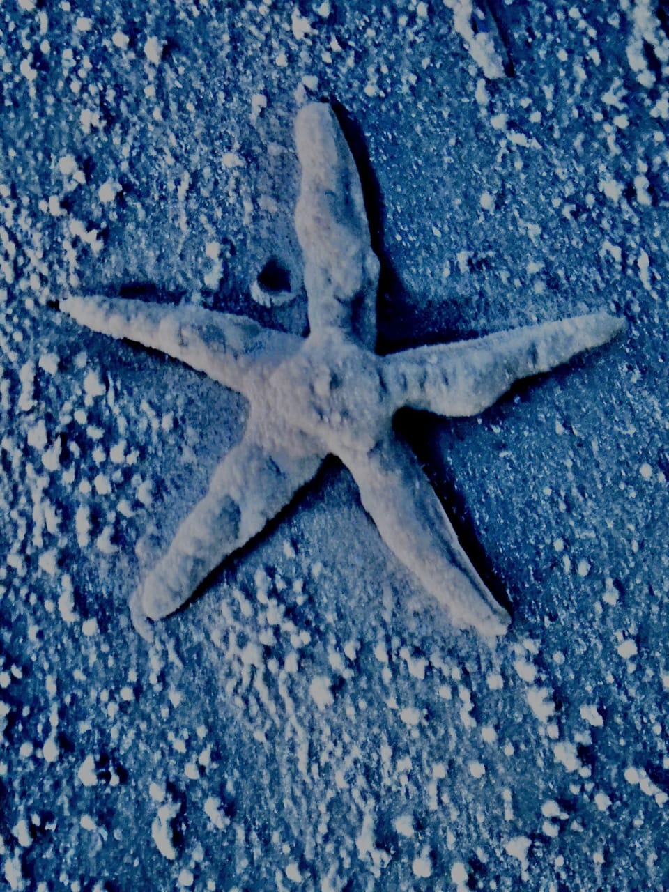 Hunt for starfish on the beach