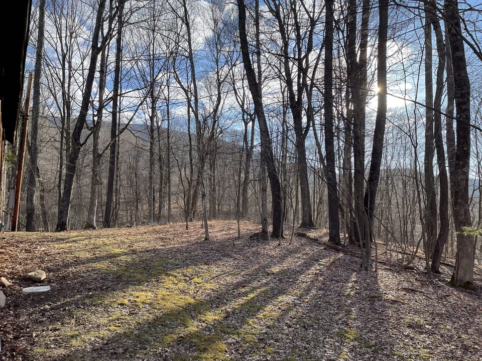 Back yard