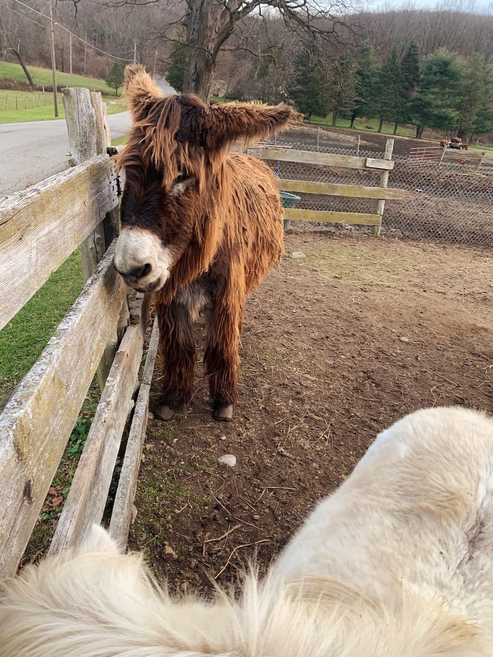 Animal rescue farm .5 miles down the road