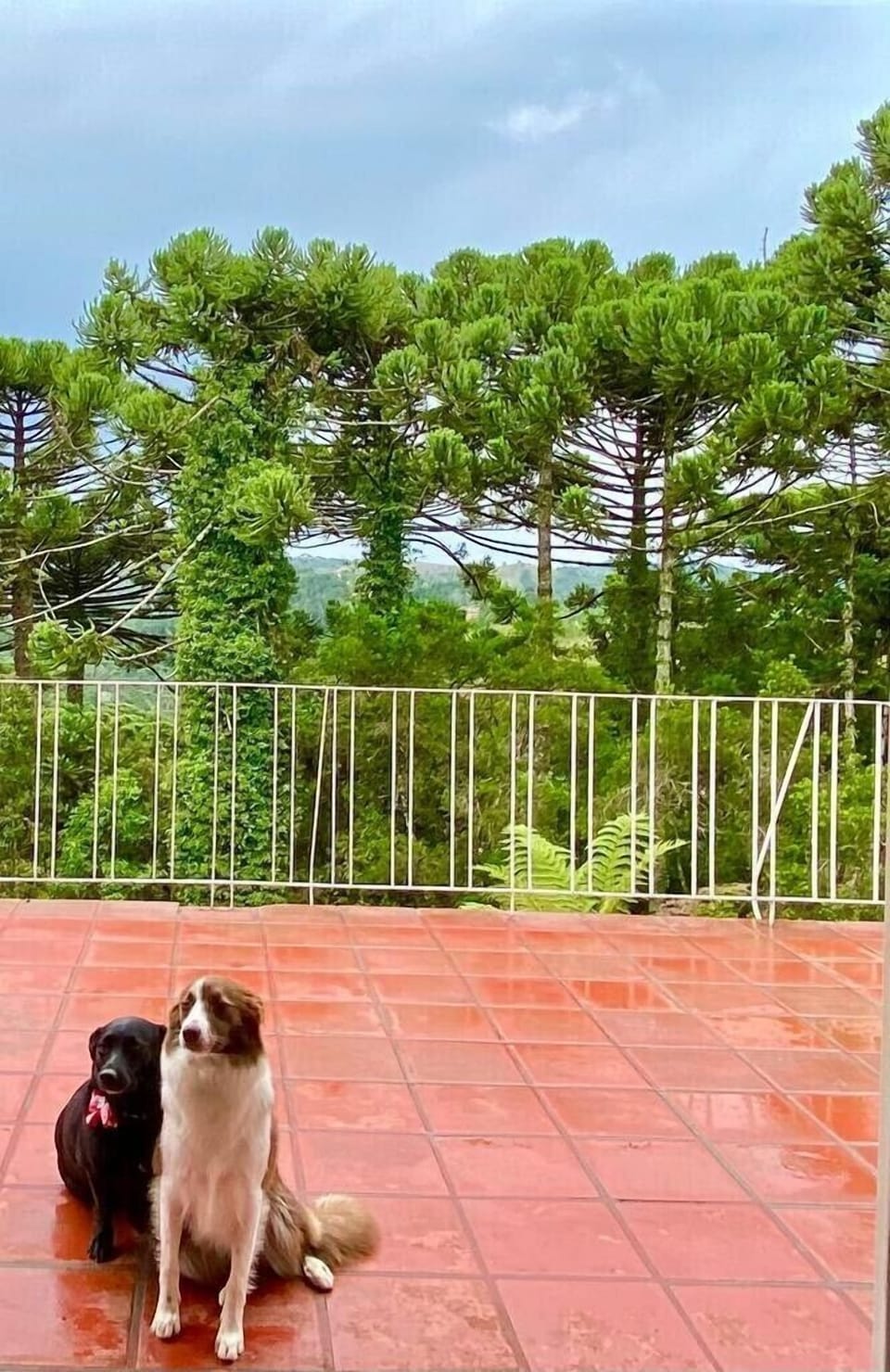 Terraço “em cima” das copas das árvores 