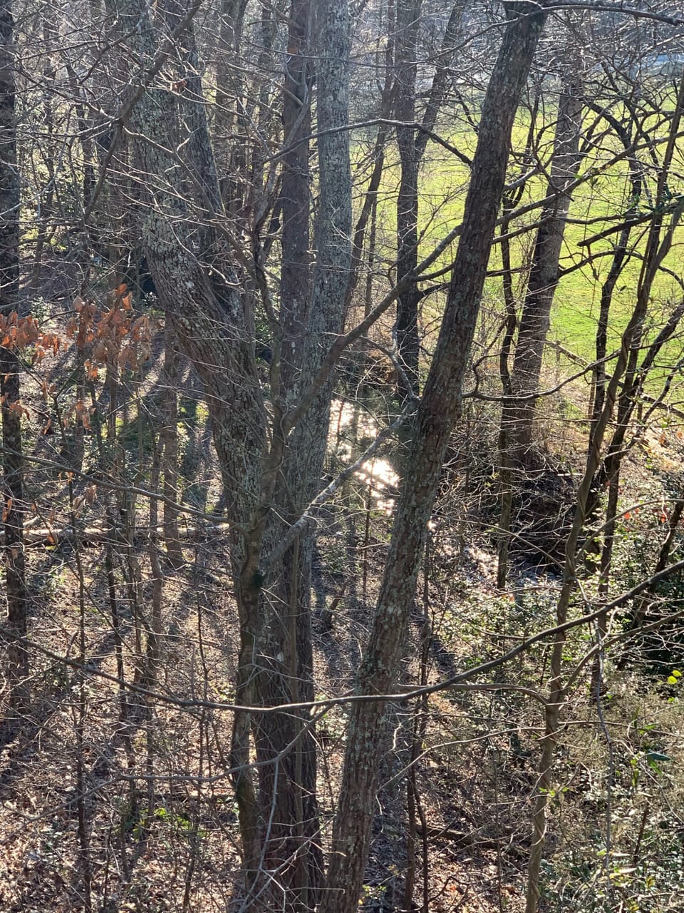 Partial view of brook