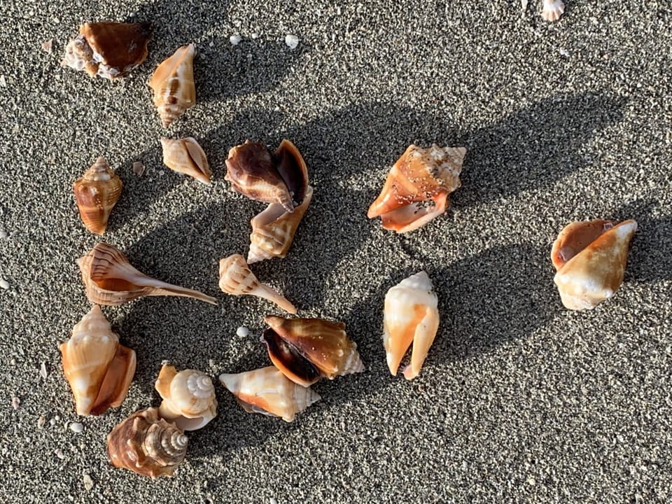 Shelling on Sanibel Island, our favorite beach escape.