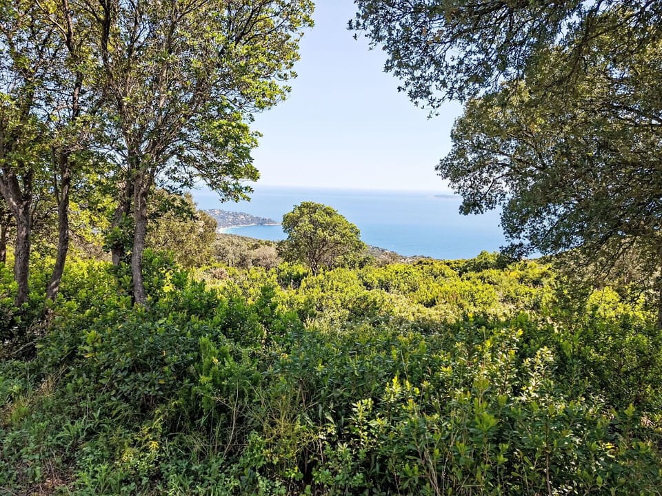 Leaf, Green, Natural Environment, Vegetation, Natural Landscape, Ecoregion, Shrub, Plant Community, Wilderness, Forest