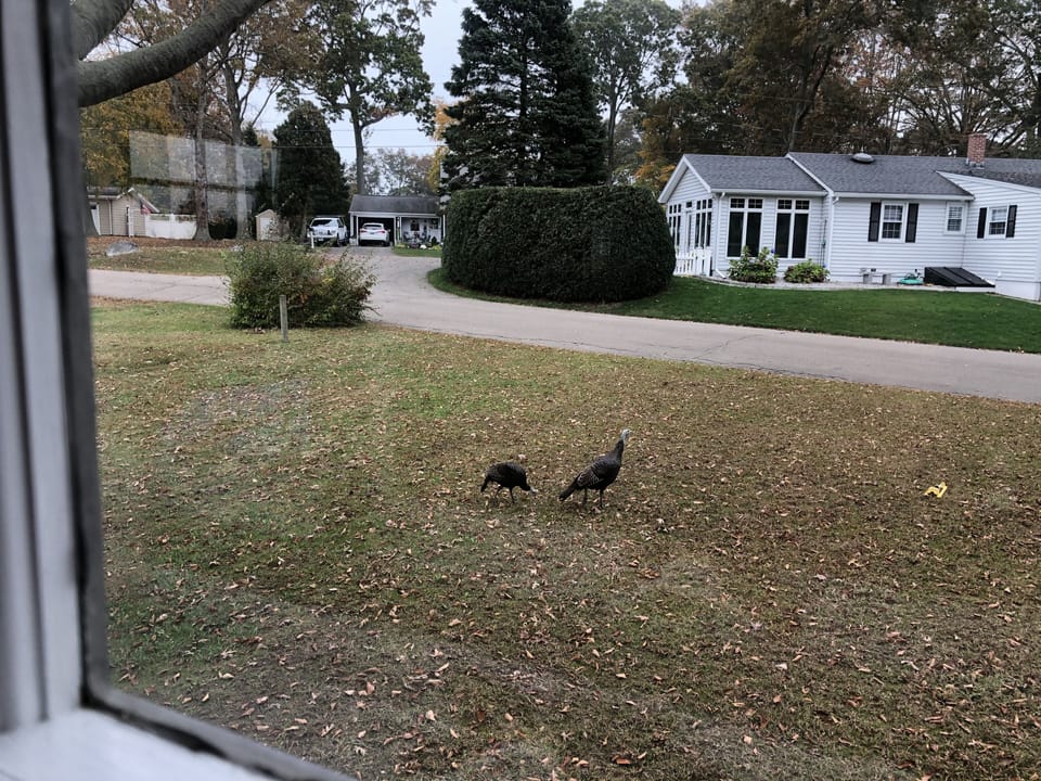 more wildlife