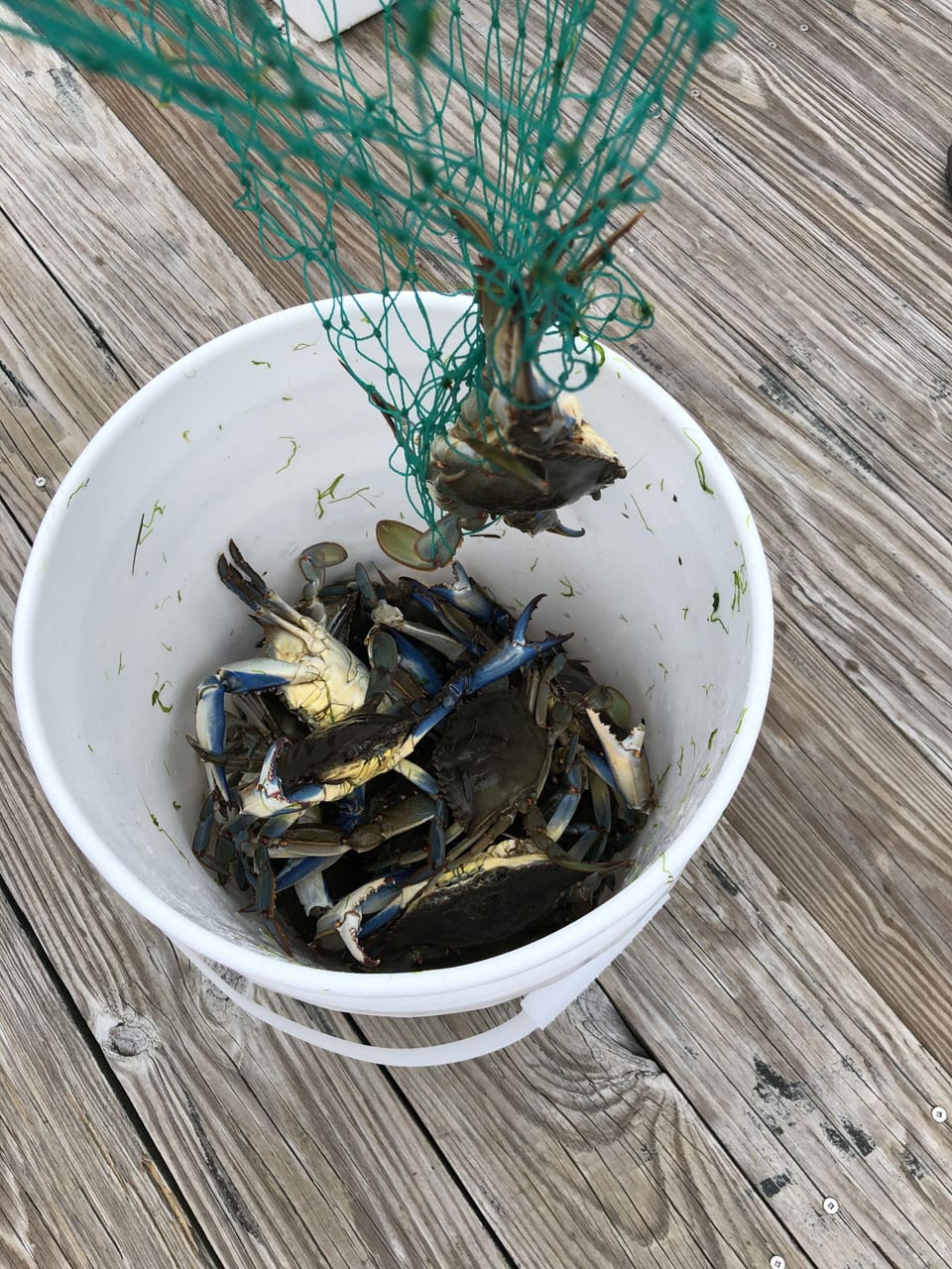 blue crab' in the backyards