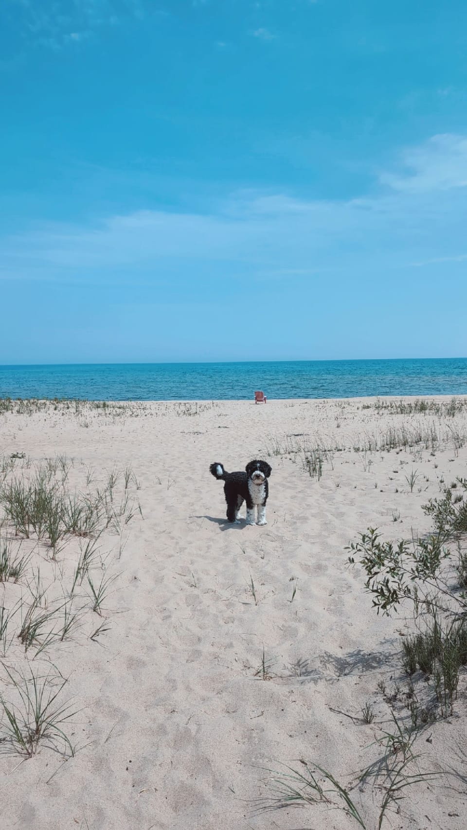 Sandy Lake Huron beachfront. Perfect for your fluffy friend 🐶
