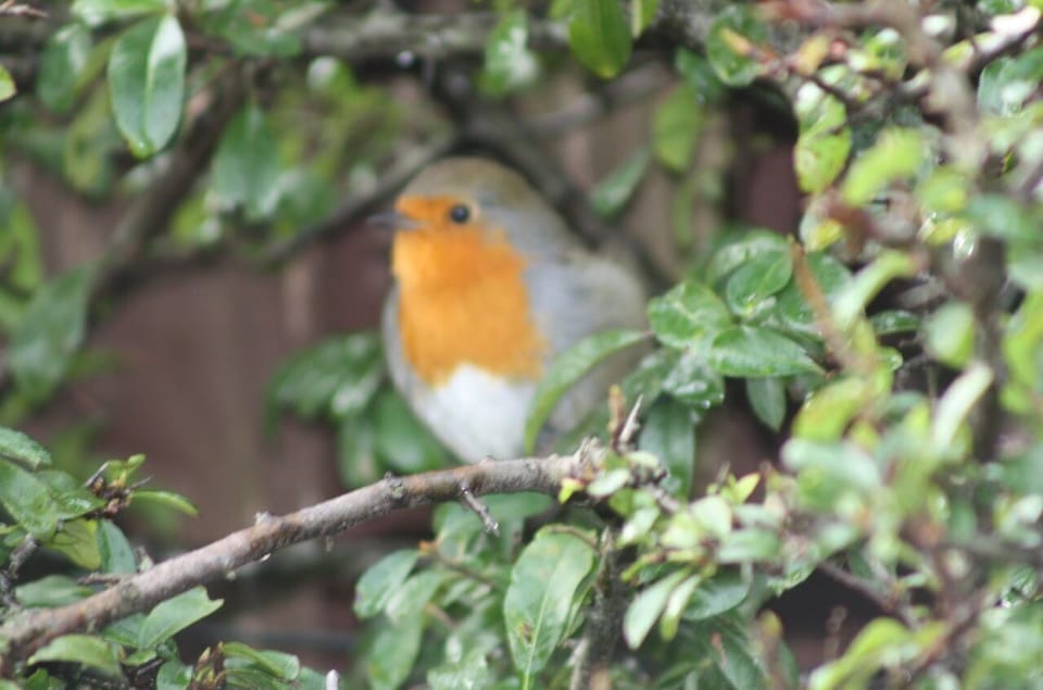 City Centre Wildlife