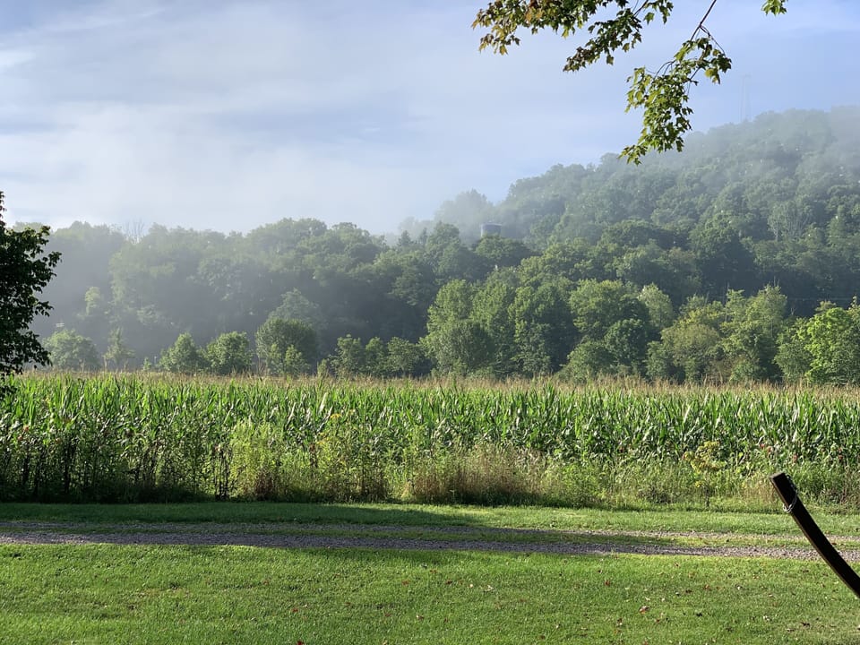 Misty Summer morning from the side porch.