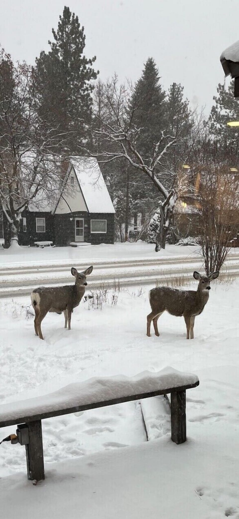 Deer visiting the front yard! 