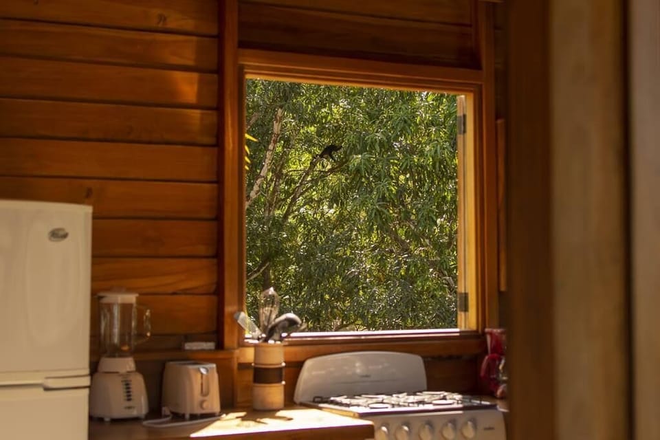 A monkey climbs in a neighboring tree outside the kitchen window