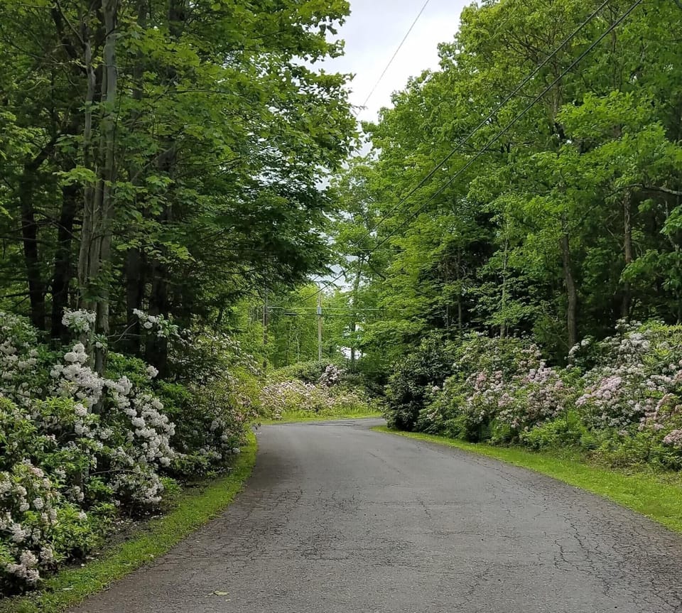 June Mountain Laurel