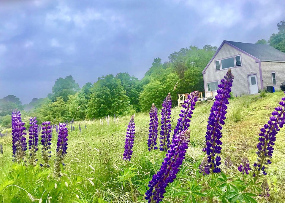 More purple lupine.