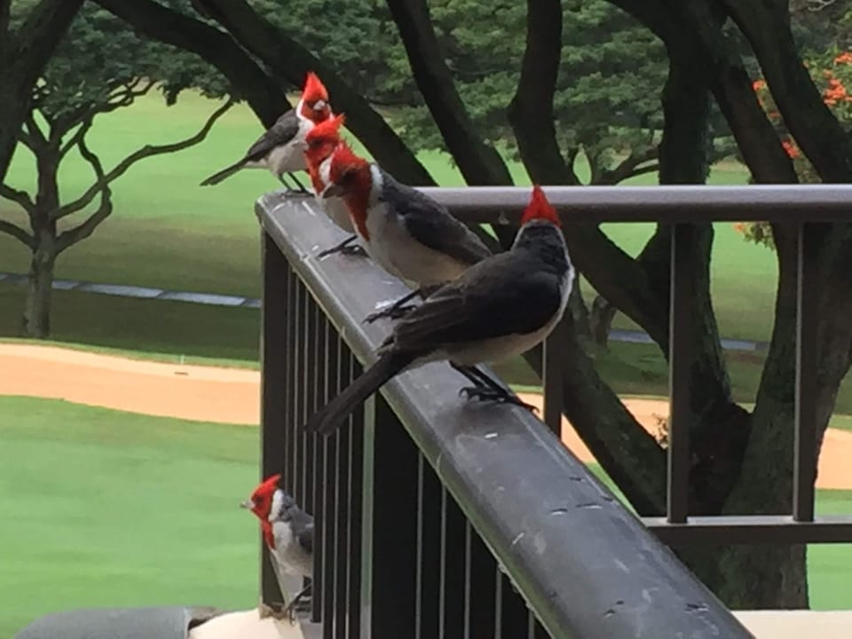 Breakfast companions on lanai