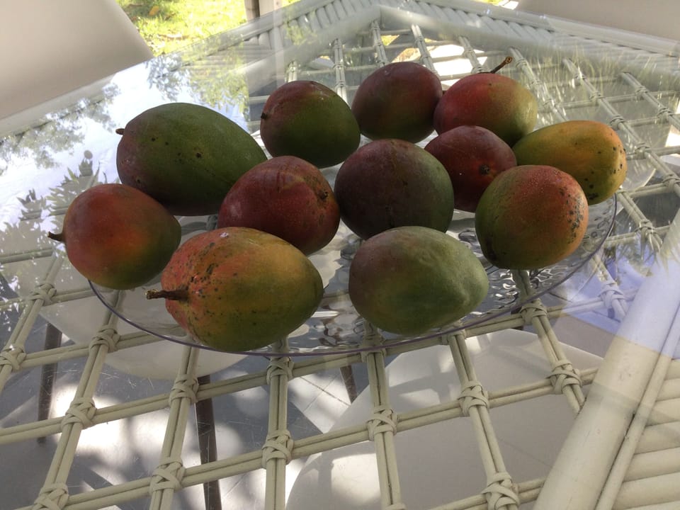 Mangos in June!
