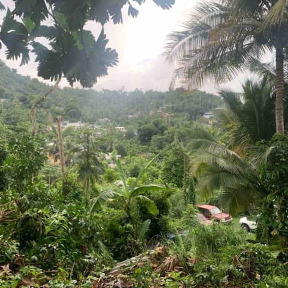 One acre backyard with lush tropical foliage