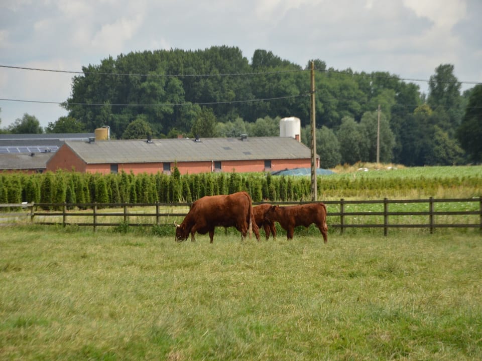 View from Holiday Home [summer]