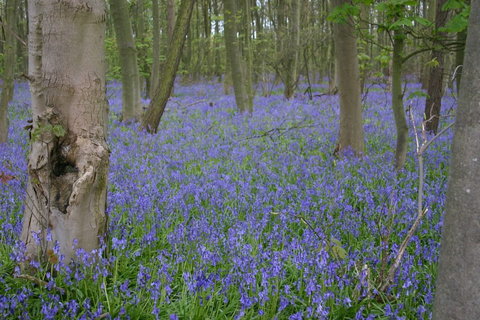 Bluebells in the local woods
