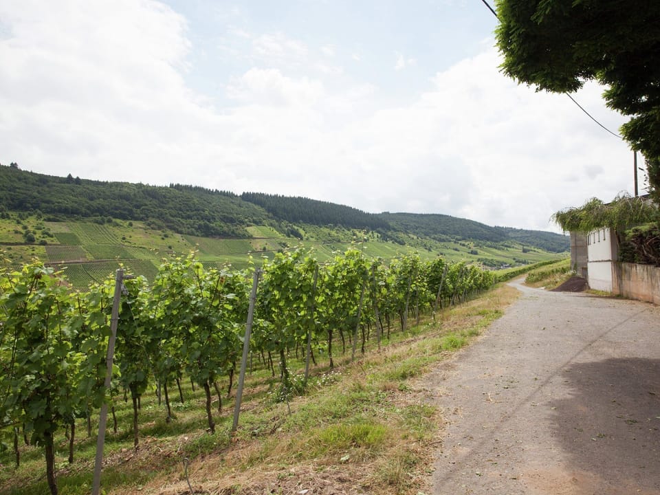 Surroundings [summer] (1-5 km)