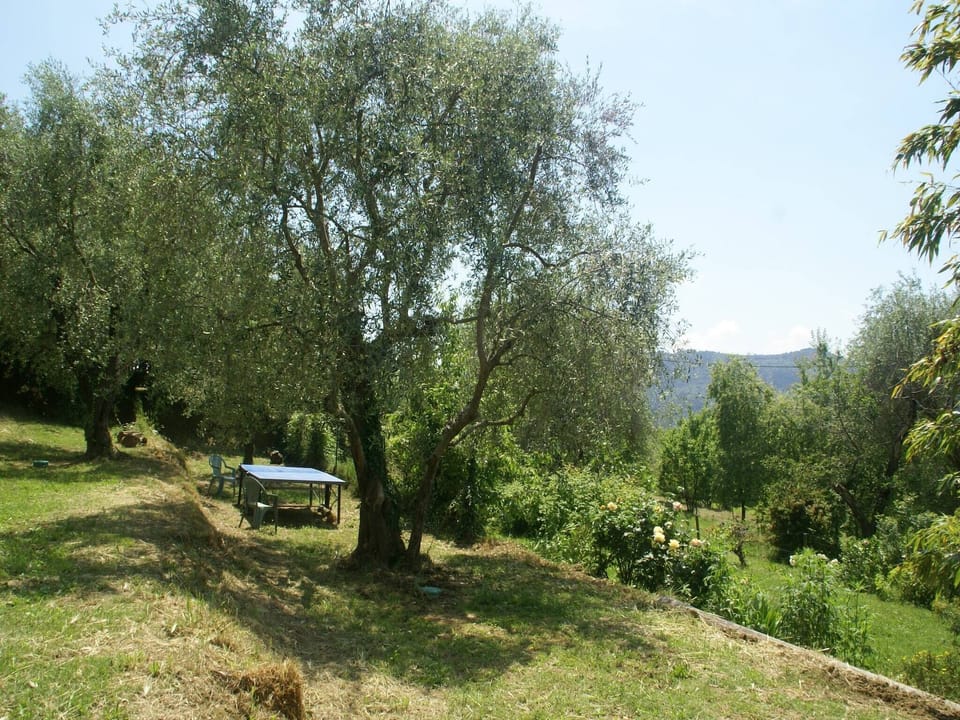 Garden [summer]
