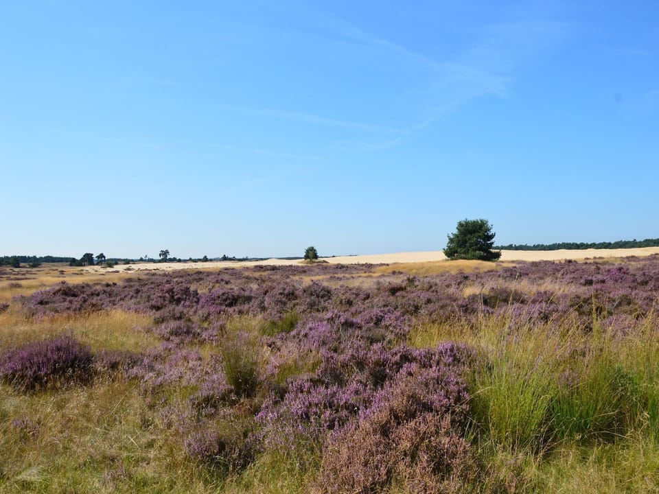 Region [summer] (>5 km)