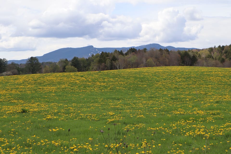 Stowe Scenes