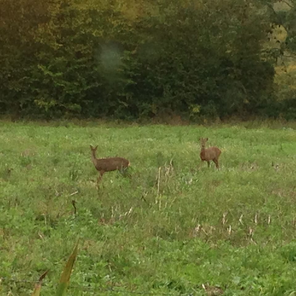 Deer in the fields behind the house