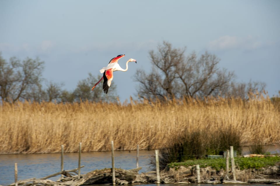 Flamingo