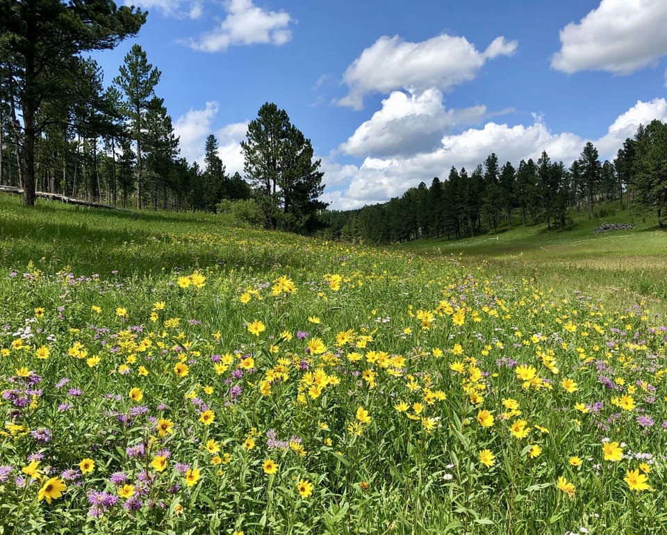 Wildflowers in our valley