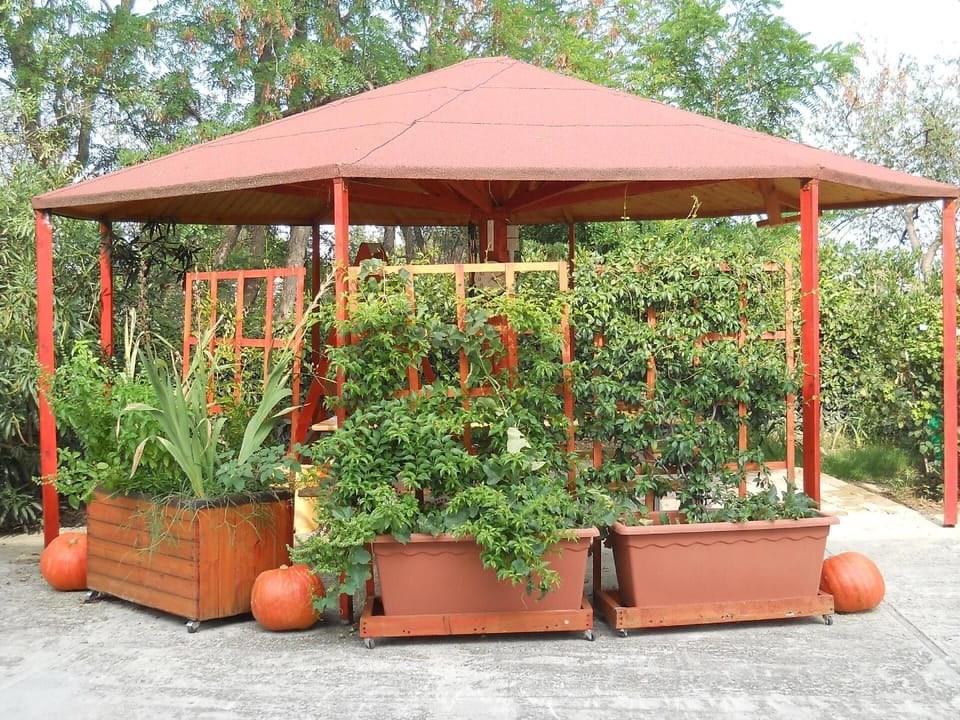 in the garden you find this palm with swing chair large table and wooden benches