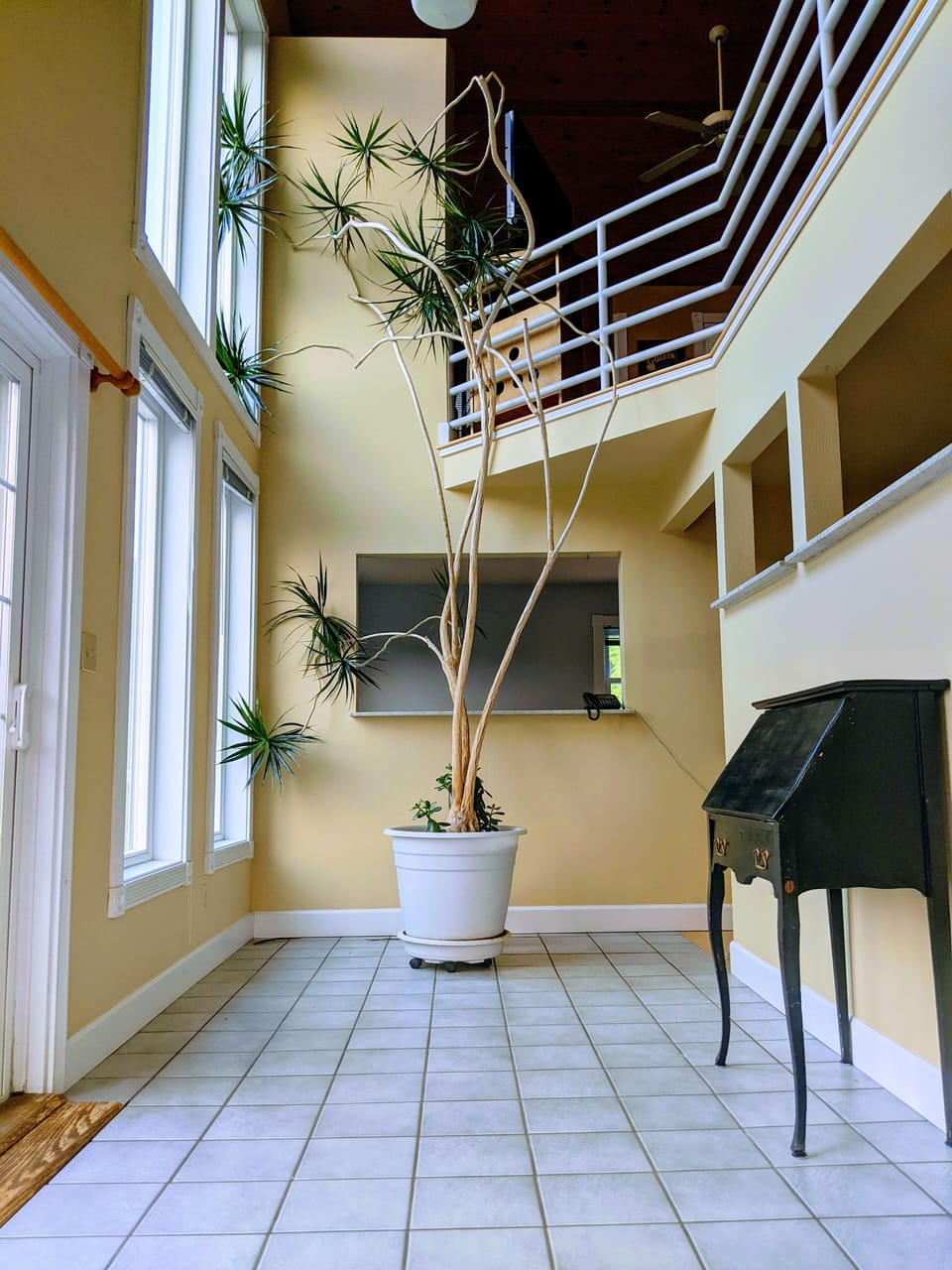Lower Level - Master level - sunroom with amazing Madagascar Dragon tree