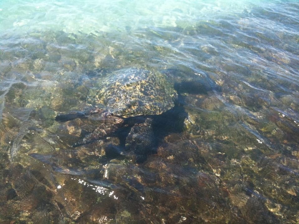 Turtles munch seaweed on the reef