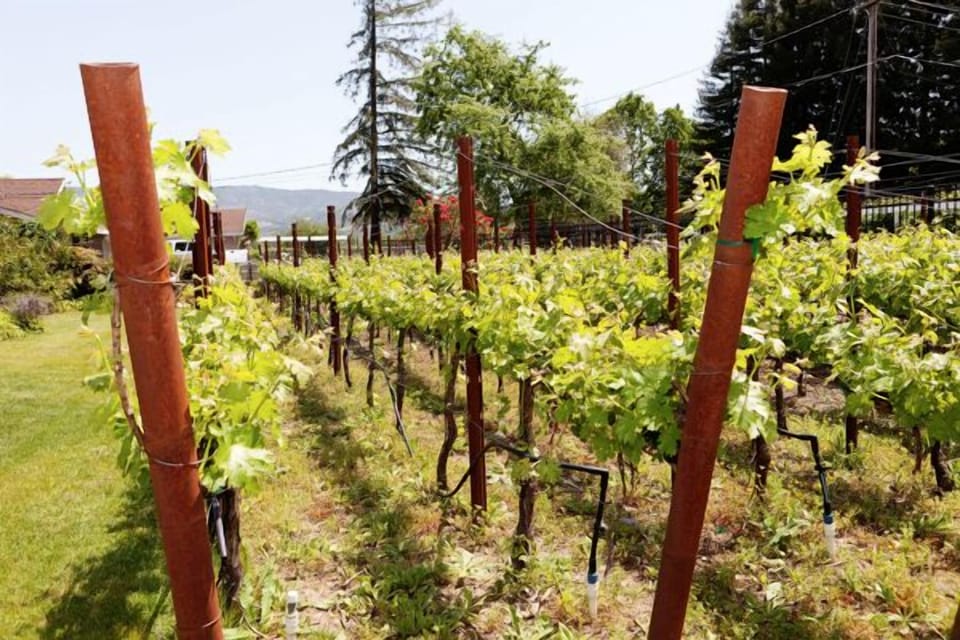 Gentlemen vineyard
