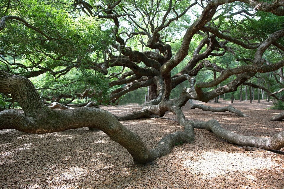 The Angel Oak