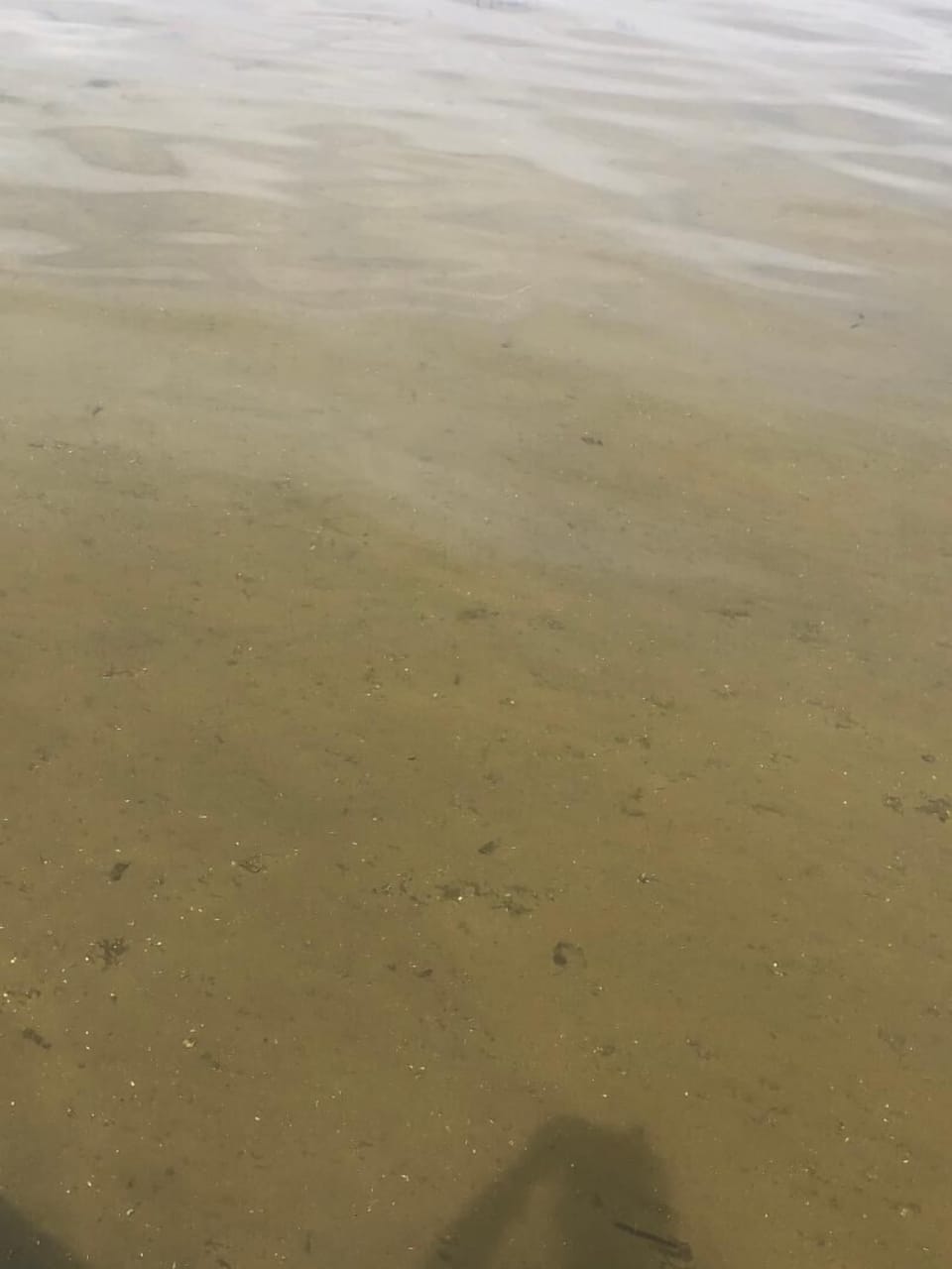 This is picture taken on 5/2/21 from the end of the dock!  Water is super clear!