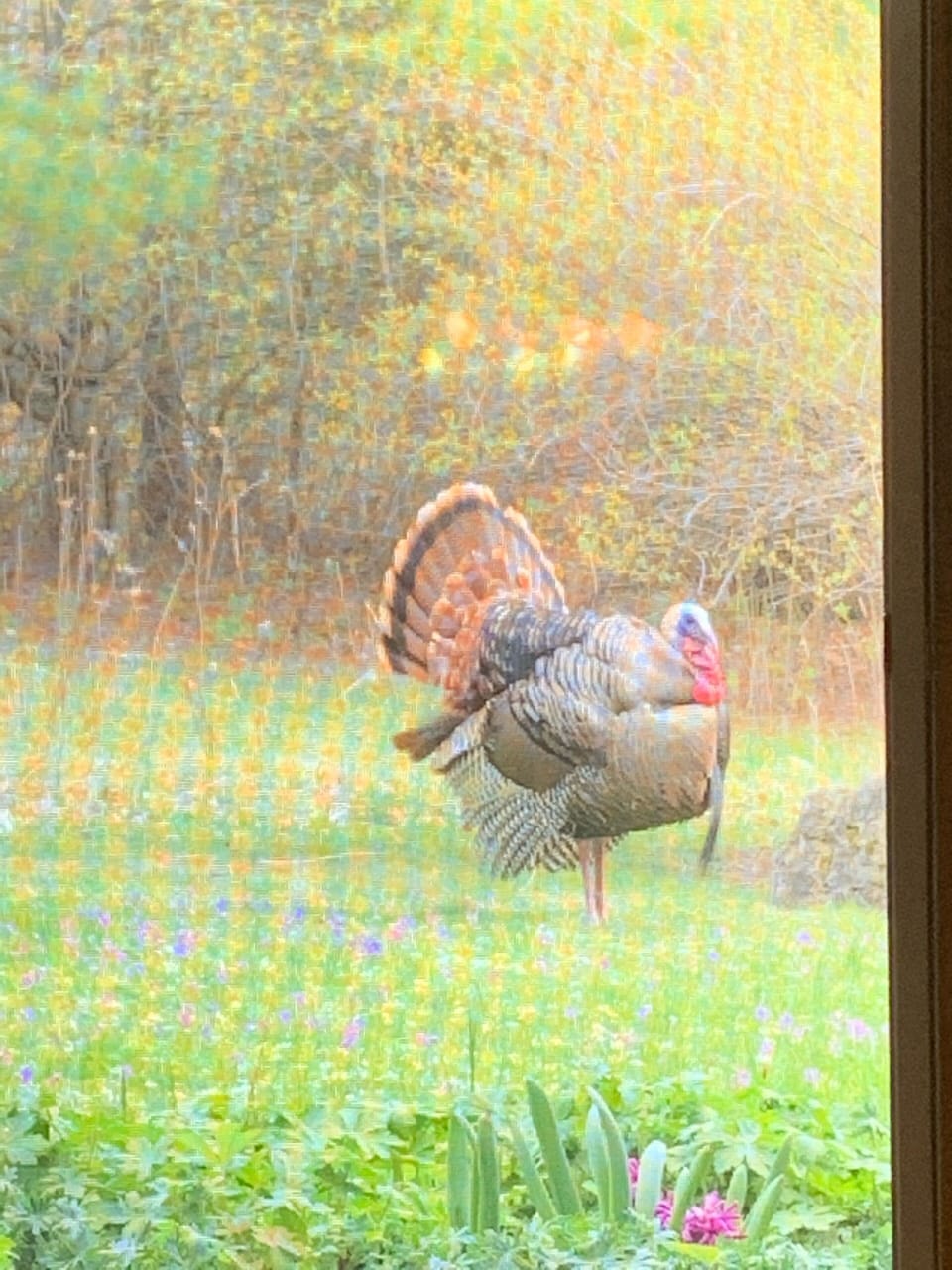 Rare turkey display right out the window