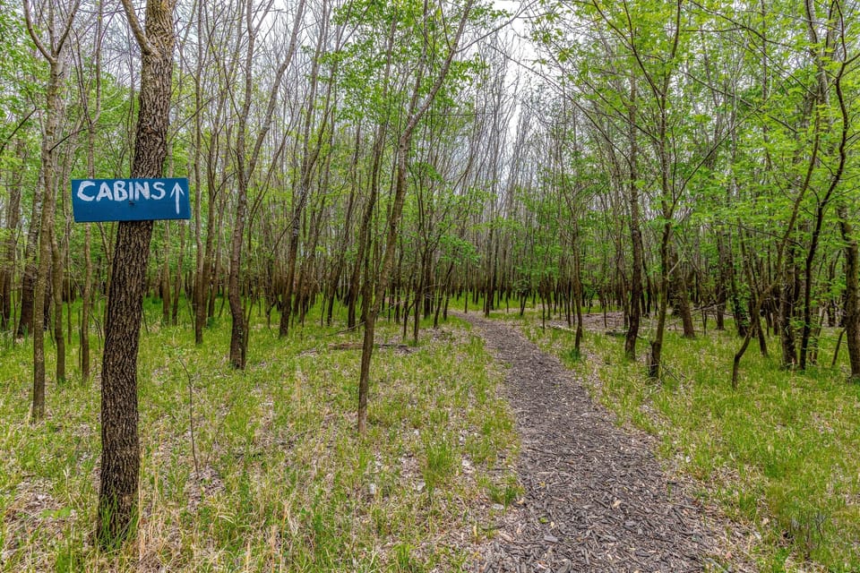 Peaceful walk through the trees